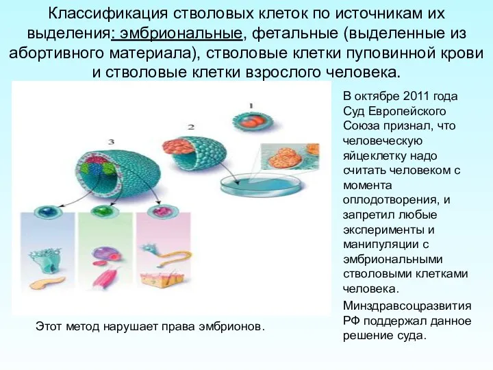 Классификация стволовых клеток по источникам их выделения: эмбриональные, фетальные (выделенные