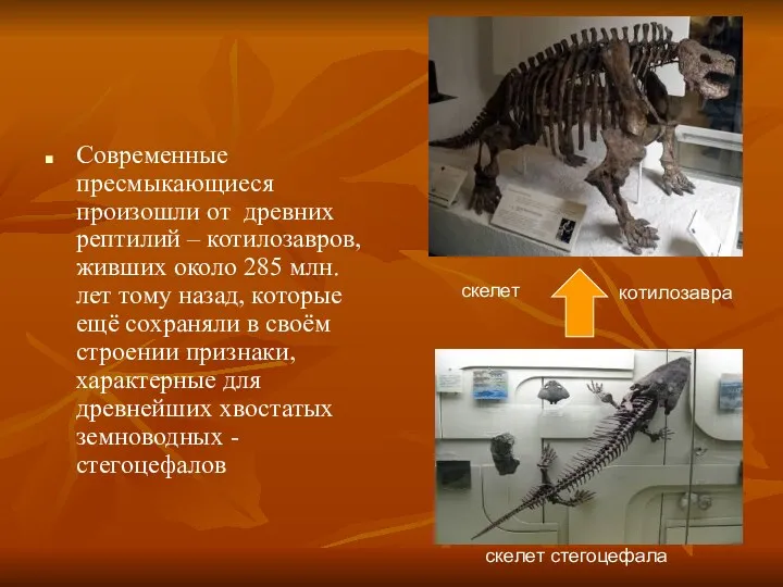 Современные пресмыкающиеся произошли от древних рептилий – котилозавров, живших около