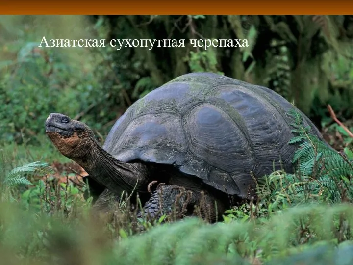 Азиатская сухопутная черепаха