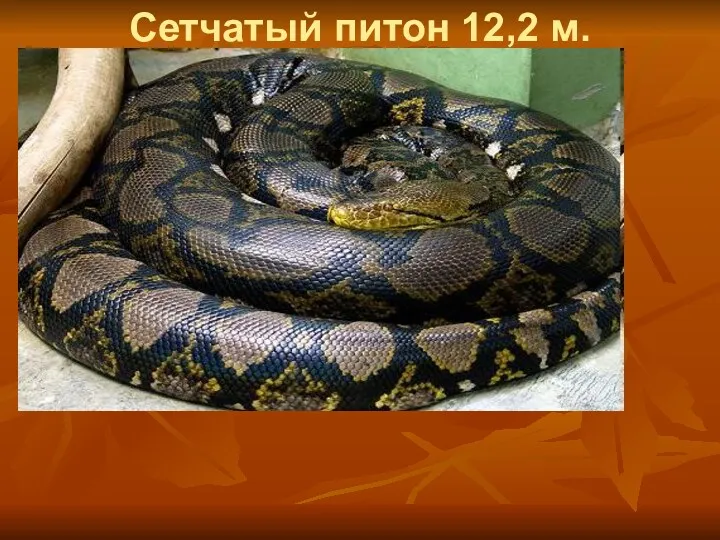 Сетчатый питон 12,2 м.