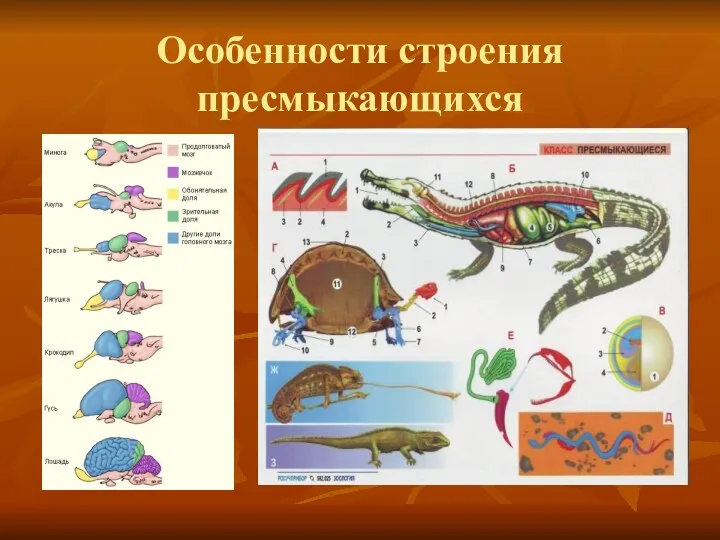 Особенности строения пресмыкающихся