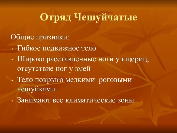 Отряд Чешуйчатые Общие признаки: Гибкое подвижное тело Широко расставленные ноги