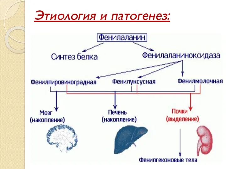 Этиология и патогенез: