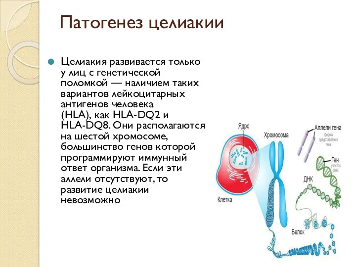 Патогенез целиакии Целиакия развивается только у лиц с генетической поломкой