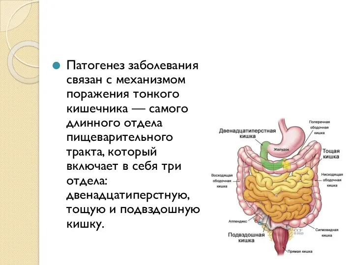 Патогенез заболевания связан с механизмом поражения тонкого кишечника — самого