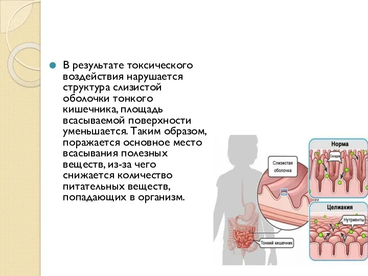 В результате токсического воздействия нарушается структура слизистой оболочки тонкого кишечника,