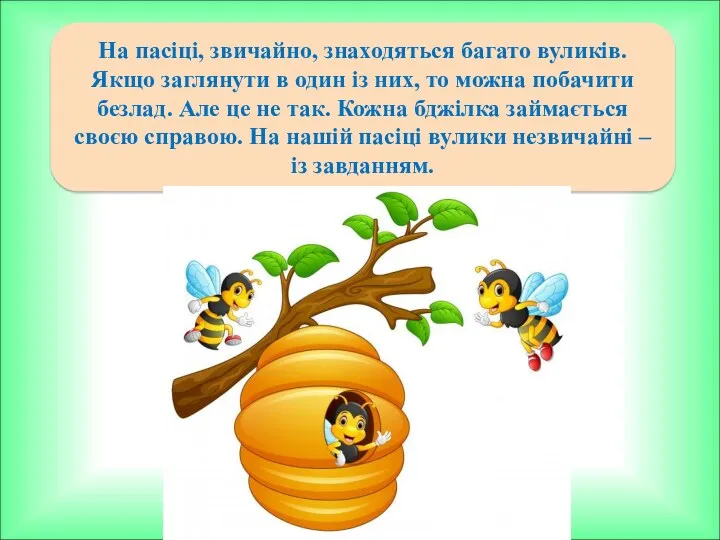 На пасіці, звичайно, знаходяться багато вуликів. Якщо заглянути в один із них, то