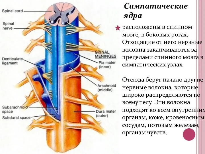 Симпатические ядра расположены в спинном мозге, в боковых рогах. Отходящие от него нервные