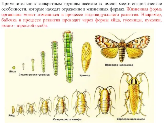 Применительно к конкретным группам насекомых имеют место специфические особенности, которые