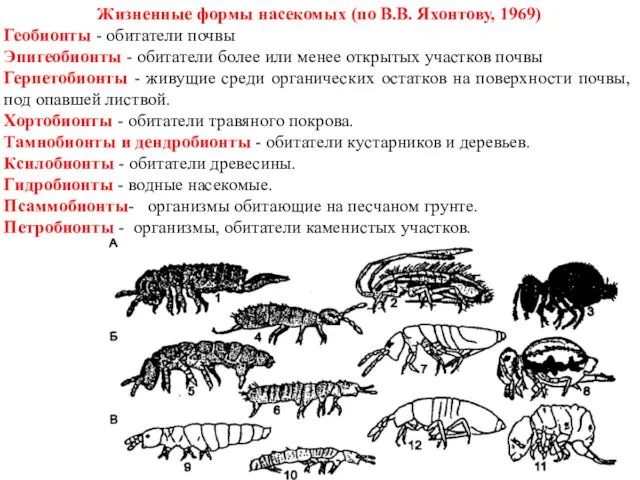Жизненные формы насекомых (по В.В. Яхонтову, 1969) Геобионты - обитатели