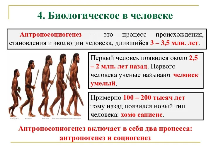 4. Биологическое в человеке Антропосоциогенез – это процесс происхождения, становления