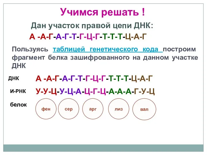 Дан участок правой цепи ДНК: Пользуясь таблицей генетического кода построим