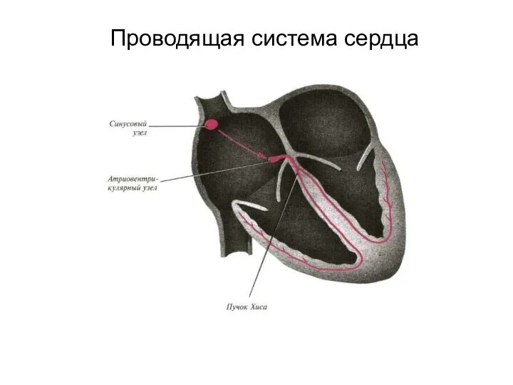 Проводящая система сердца