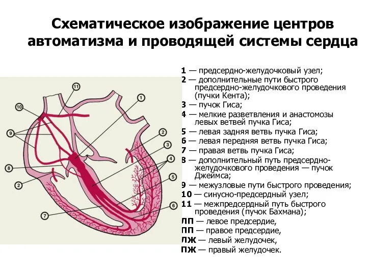 Схематическое изображение центров автоматизма и проводящей системы сердца 1 — предсердно-желудочковый узел; 2
