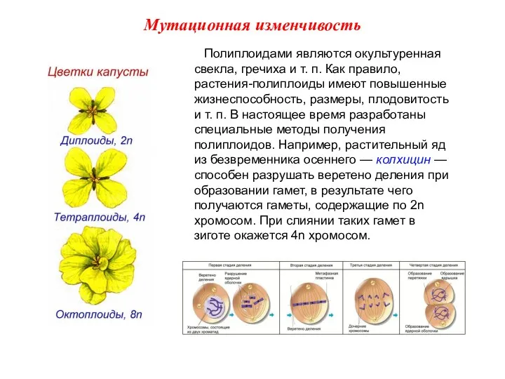 Полиплоидами являются окультуренная свекла, гречиха и т. п. Как правило, растения-полиплоиды имеют повышенные
