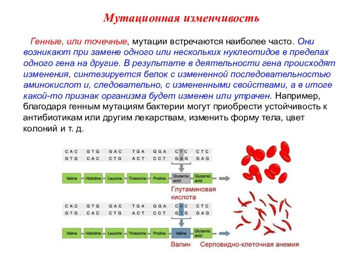 Генные, или точечные, мутации встречаются наиболее часто. Они возникают при замене одного или