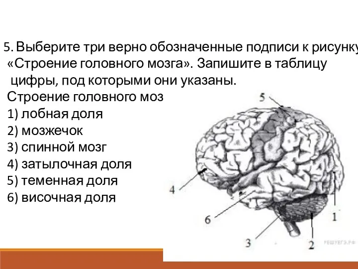 Выберите три верно обозначенные подписи к рисунку «Строение головного мозга». Запишите в таблицу