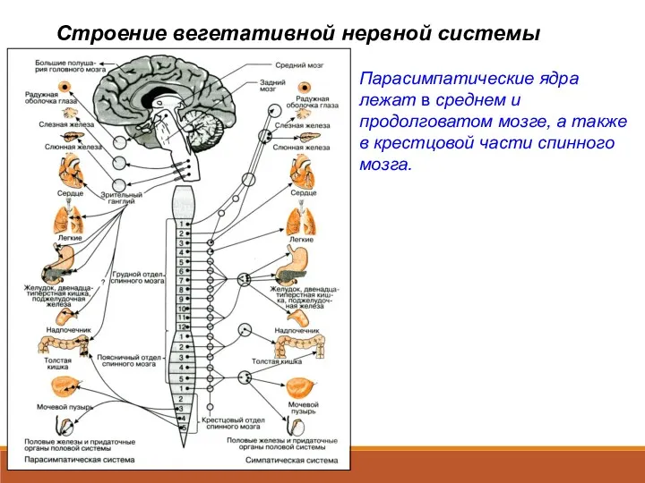 Строение вегетативной нервной системы Парасимпатические ядра лежат в среднем и продолговатом мозге, а