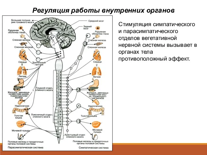 Регуляция работы внутренних органов Стимуляция симпатического и парасимпатического отделов вегетативной нервной системы вызывает