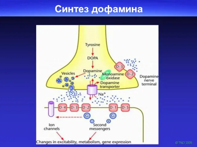 Синтез дофамина