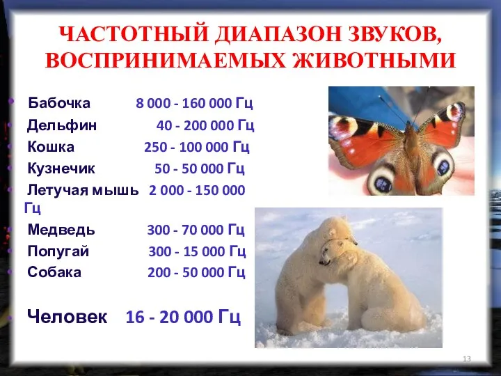 ЧАСТОТНЫЙ ДИАПАЗОН ЗВУКОВ, ВОСПРИНИМАЕМЫХ ЖИВОТНЫМИ Бабочка 8 000 - 160