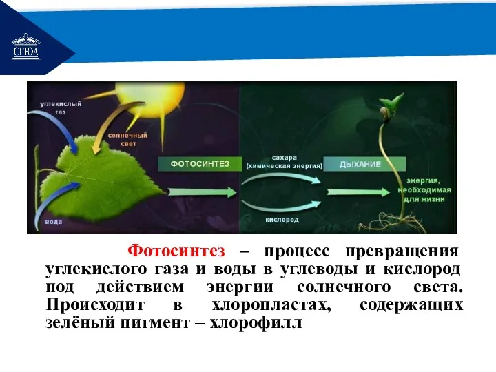 РЕМОНТ Фотосинтез – процесс превращения углекислого газа и воды в