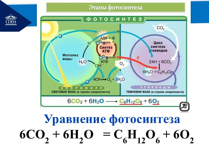 РЕМОНТ Уравнение фотосинтеза 6CO2 + 6H2O = C6H12O6 + 6O2