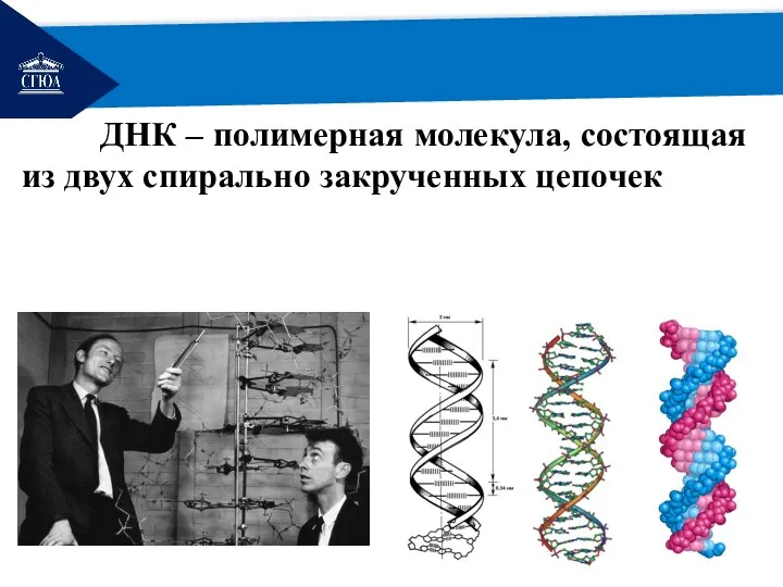 РЕМОНТ ДНК – полимерная молекула, состоящая из двух спирально закрученных цепочек