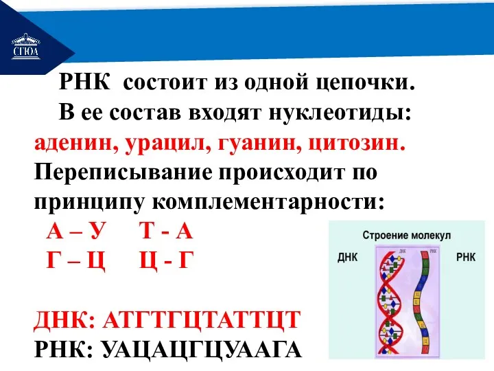 РЕМОНТ РНК состоит из одной цепочки. В ее состав входят