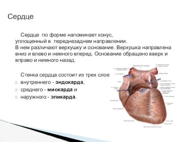 Сердце по форме напоминает конус, уплощенный в переднезаднем направлении. В