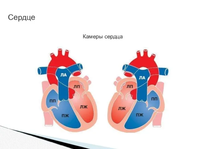 Камеры сердца Сердце