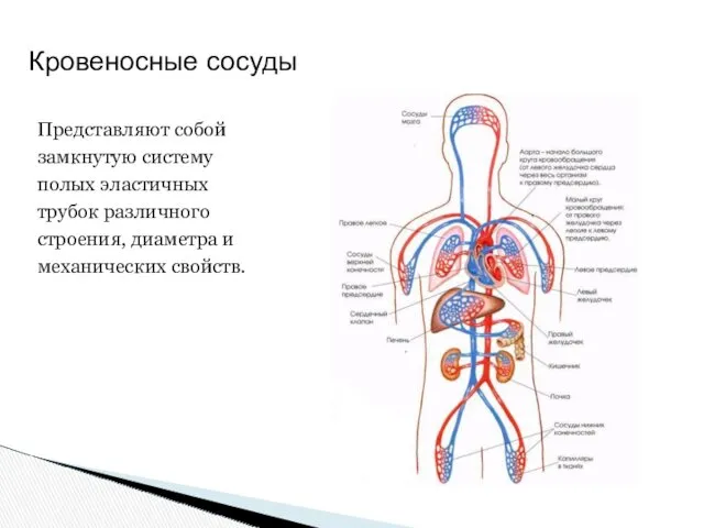 Представляют собой замкнутую систему полых эластичных трубок различного строения, диаметра и механических свойств. Кровеносные сосуды