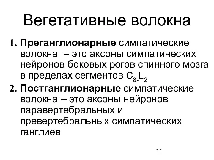 Вегетативные волокна Преганглионарные симпатические волокна – это аксоны симпатических нейронов