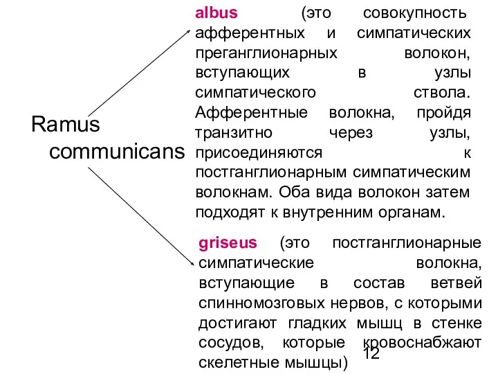 Ramus communicans griseus (это постганглионарные симпатические волокна, вступающие в состав