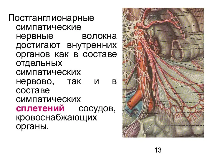 Постганглионарные симпатические нервные волокна достигают внутренних органов как в составе