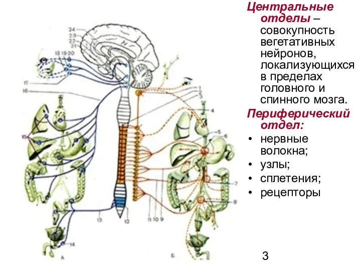 Центральные отделы – совокупность вегетативных нейронов, локализующихся в пределах головного