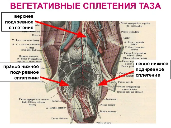 ВЕГЕТАТИВНЫЕ СПЛЕТЕНИЯ ТАЗА верхнее подчревное сплетение правое нижнее подчревное сплетение левое нижнее подчревное сплетение