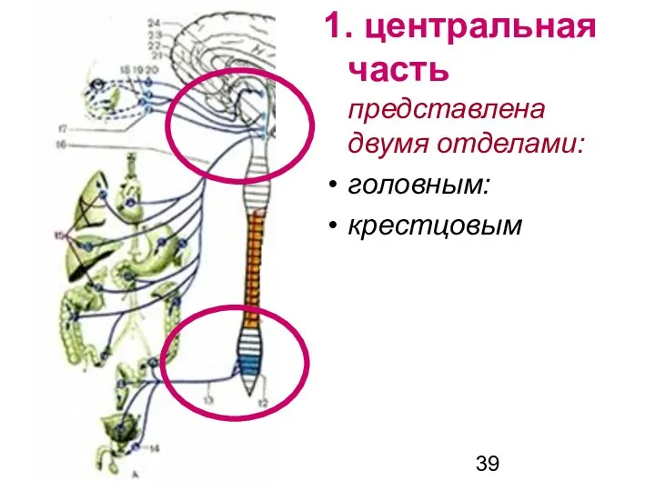 1. центральная часть представлена двумя отделами: головным: крестцовым