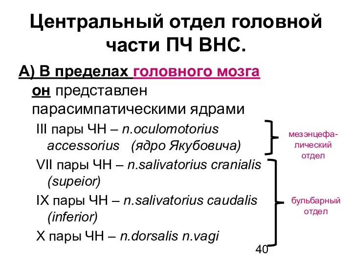 Центральный отдел головной части ПЧ ВНС. А) В пределах головного