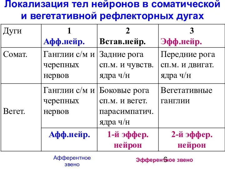 Локализация тел нейронов в соматической и вегетативной рефлекторных дугах Афферентное звено Эфферентное звено