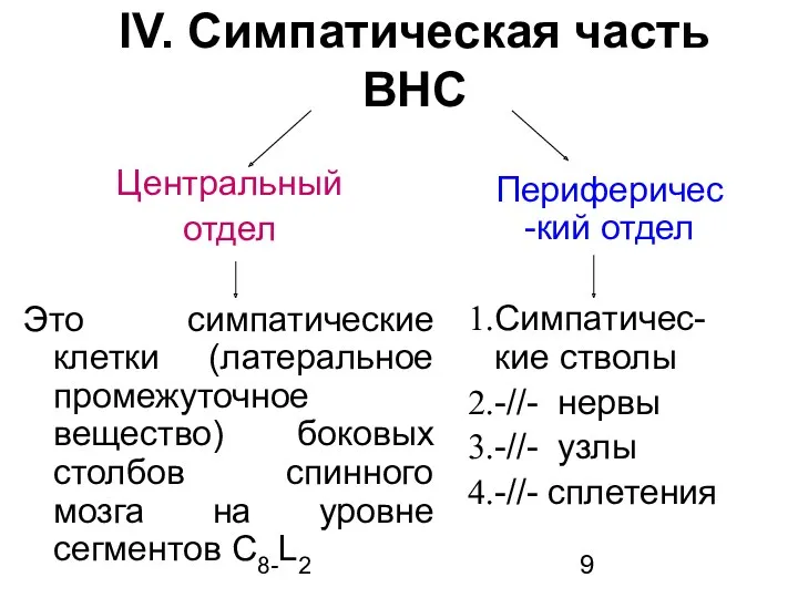 IV. Симпатическая часть ВНС Центральный отдел Это симпатические клетки (латеральное