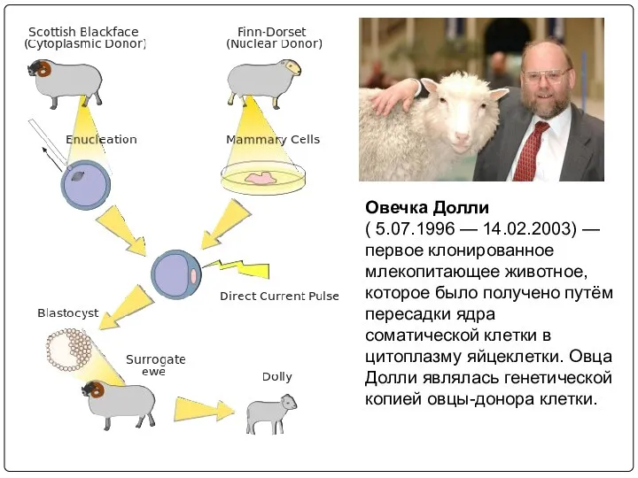 Овечка Долли ( 5.07.1996 — 14.02.2003) — первое клонированное млекопитающее