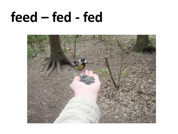 feed – fed - fed