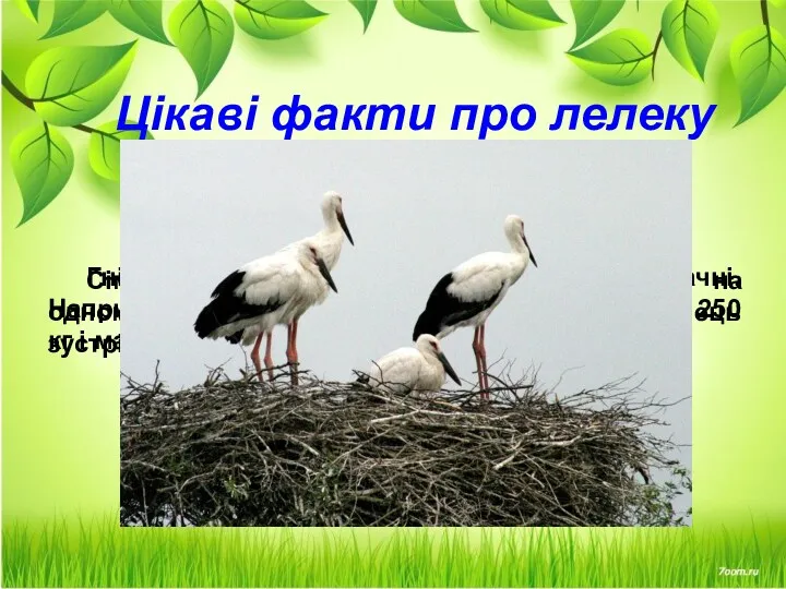 Цікаві факти про лелеку Сімейство лелек часто роками гніздиться на