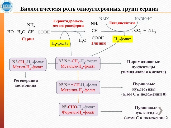 Биологическая роль одноуглеродных групп серина H2C HО CH NH2 COOH