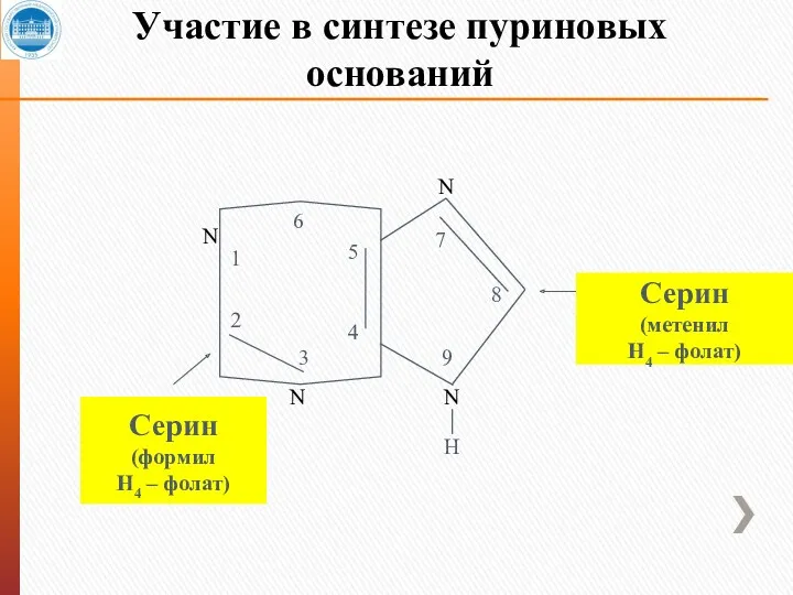 Участие в синтезе пуриновых оснований N N H N N