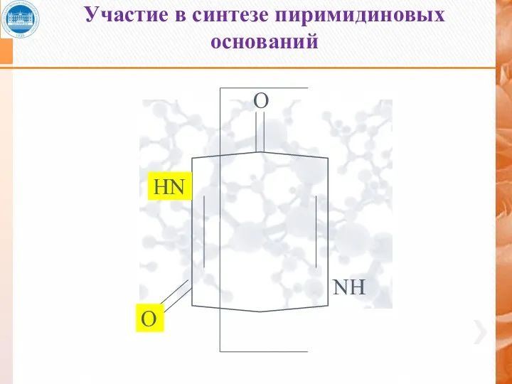 Участие в синтезе пиримидиновых оснований