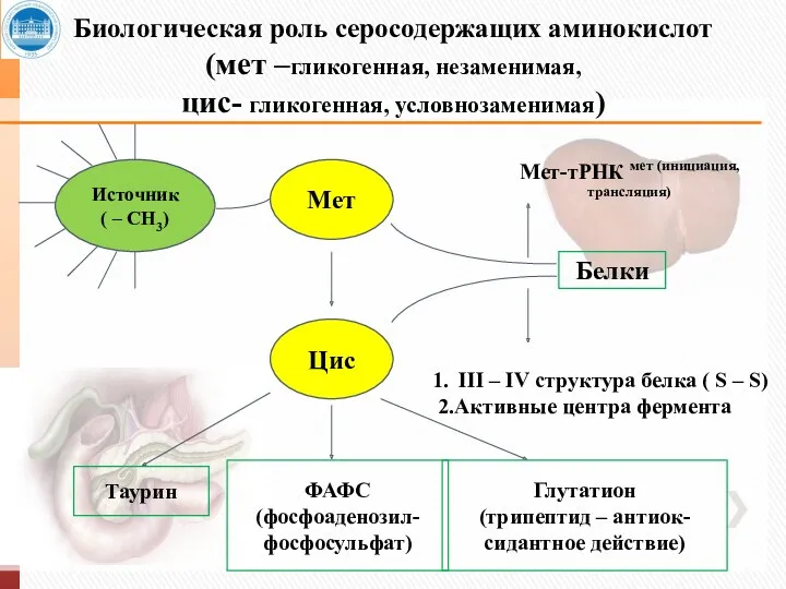 Биологическая роль серосодержащих аминокислот (мет –гликогенная, незаменимая, цис- гликогенная, условнозаменимая)