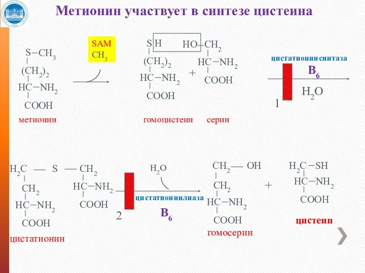 + цистатионинсинтаза B6 H2O цистатионинлиаза Метионин участвует в синтезе цистеина