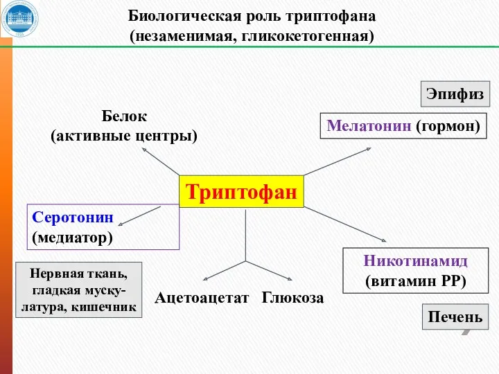 Биологическая роль триптофана (незаменимая, гликокетогенная) Триптофан Серотонин (медиатор) Мелатонин (гормон)